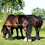 Percheron+American_Percheron1(7)