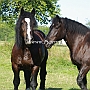 Percheron+American_Percheron1(9)