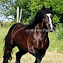 Percheron3(1)