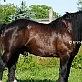 Percheron3(10)