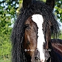 Percheron3(11)