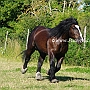 Percheron3(13)