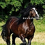 Percheron3(2)