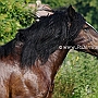 Percheron3(3)