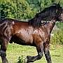 Percheron3(4)