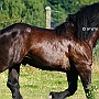 Percheron3(5)