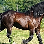 Percheron3(6)