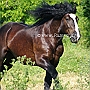 Percheron3(7)