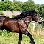 Percheron3(8)