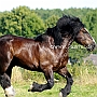 Percheron3(9)