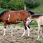 Pintabian_und_Araber_1(5)