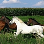 Deut_Reit_+_Hess_WB_+_Thuer_Reitpf_+_Lusitano_1_(1)