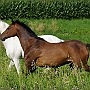 Deut_Reitp_+_Lusitano_1_(1)