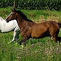 Deut_Reitp_+_Lusitano_1_(3)