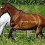 Hess_WB_+_Lusitano_1_(2)