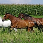 Hess_WB_+_Thuer_Reitpf_+_Lusitano_1_(1)