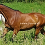 Hessisches_Warmblut_22_(2)