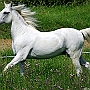 Lusitano_50_(10)