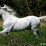 Lusitano_50_(11)