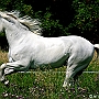 Lusitano_50_(12)