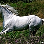 Lusitano_50_(13)