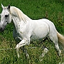 Lusitano_50_(17)