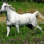 Lusitano_50_(19)