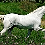 Lusitano_50_(2)