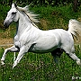 Lusitano_50_(20)