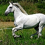 Lusitano_50_(21)