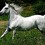 Lusitano_50_(22)