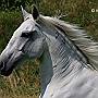 Lusitano_50_(24)