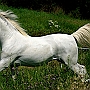 Lusitano_50_(27)