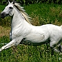 Lusitano_50_(28)