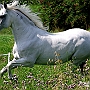 Lusitano_50_(32)