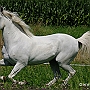 Lusitano_50_(34)