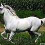 Lusitano_50_(35)