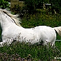 Lusitano_50_(36)