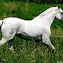 Lusitano_50_(4)