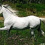 Lusitano_50_(47)