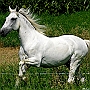 Lusitano_50_(48)