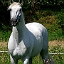 Lusitano_50_(52)