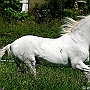 Lusitano_50_(55)