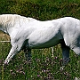 Lusitano_50_(56)