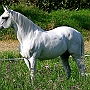 Lusitano_50_(59)