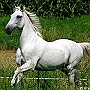 Lusitano_50_(6)