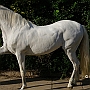 Lusitano_50_(69)