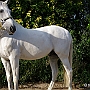 Lusitano_50_(70)