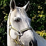 Lusitano_50_(71)