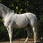 Lusitano_50_(72)